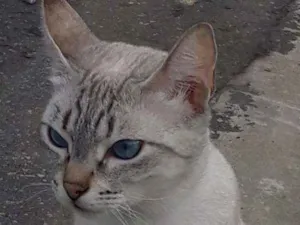 Gato raça Mistisa idade 4 anos nome Mel