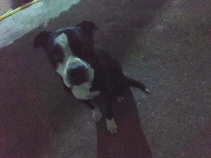 Cachorro ra a Pitbull idade 4 anos nome Sem nome