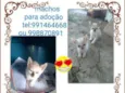 Filhotes