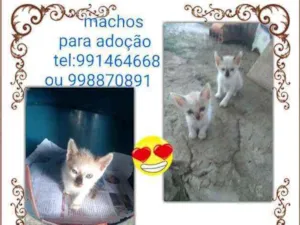Gato raça Srd idade Abaixo de 2 meses nome Filhotes