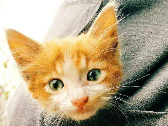 Gato ra a  idade Abaixo de 2 meses nome Não tem.