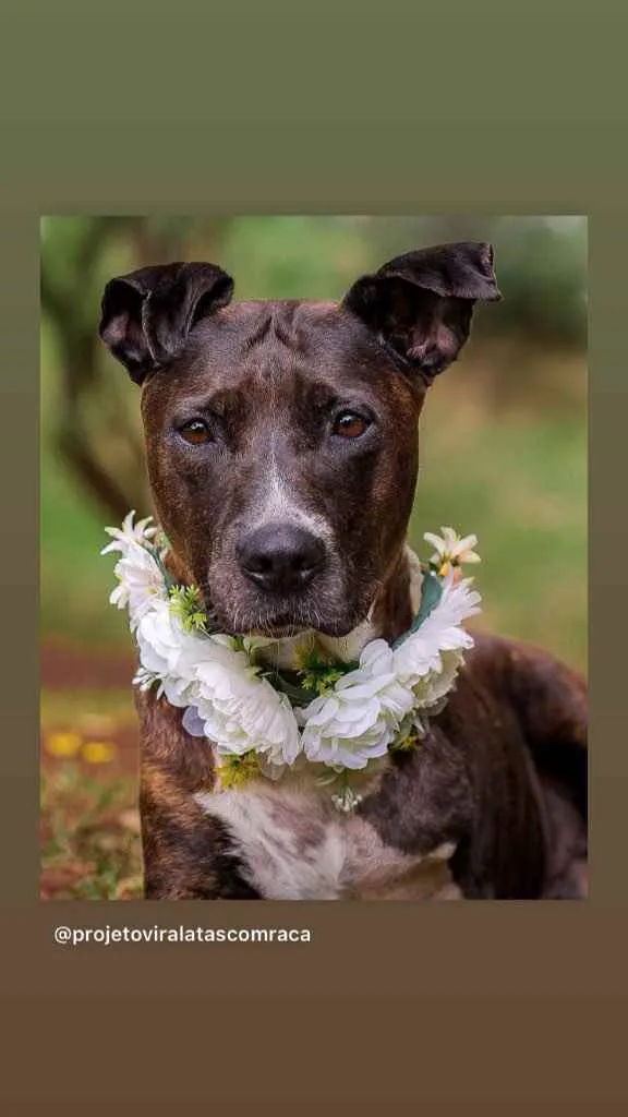 Cachorro ra a Mix pitbull  idade 6 ou mais anos nome Vitória 