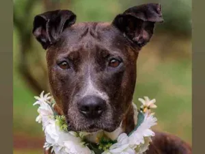 Cachorro raça Mix pitbull  idade 6 ou mais anos nome Vitória 