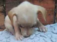 Akira