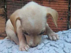 Cachorro raça Não definda idade 2 a 6 meses nome Akira