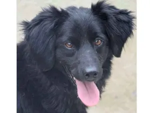 Cachorro raça  idade  nome Isis