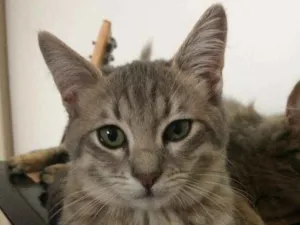 Gato raça SRD-ViraLata idade 2 a 6 meses nome Lindinha