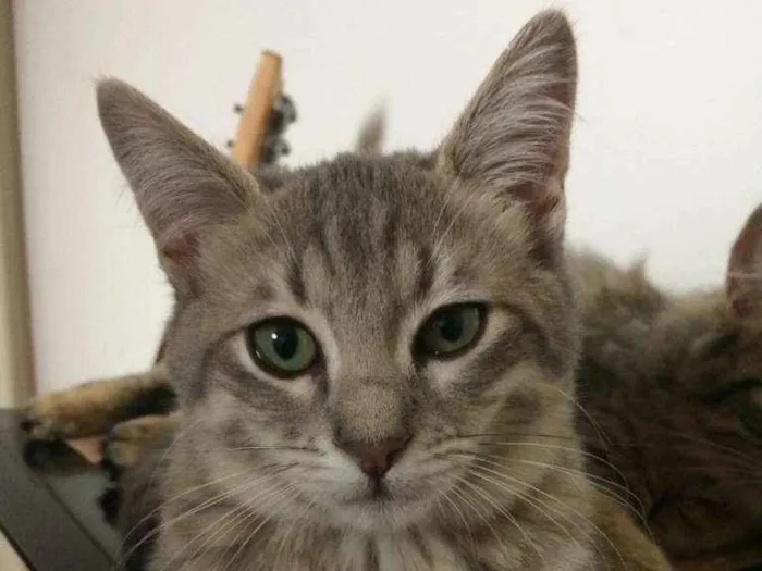 Gato ra a SRD-ViraLata idade 2 a 6 meses nome Lindinha