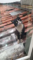 Thomas