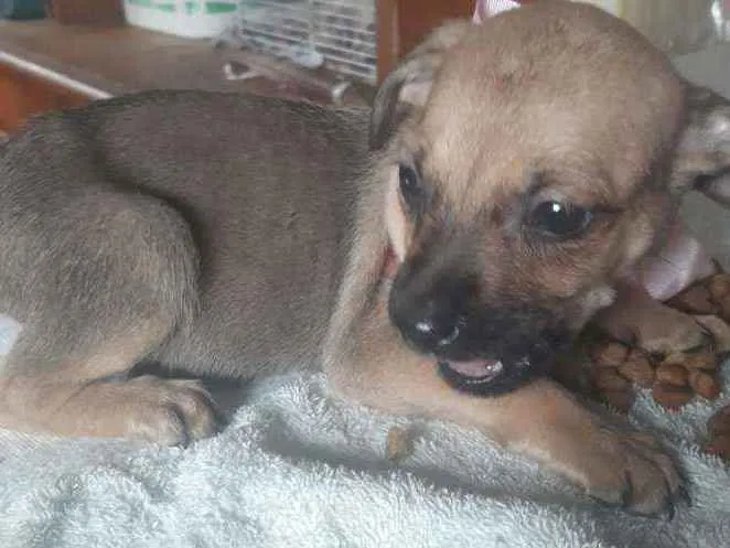 Cachorro ra a  idade 2 a 6 meses nome Filhotes Sueli