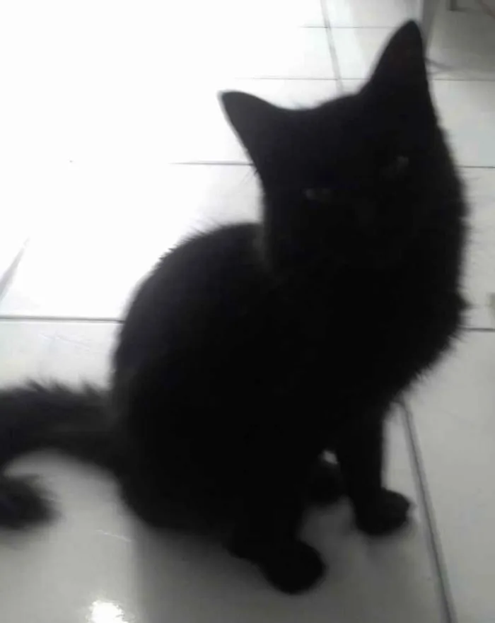 Gato raça  idade 1 ano nome Pretinho