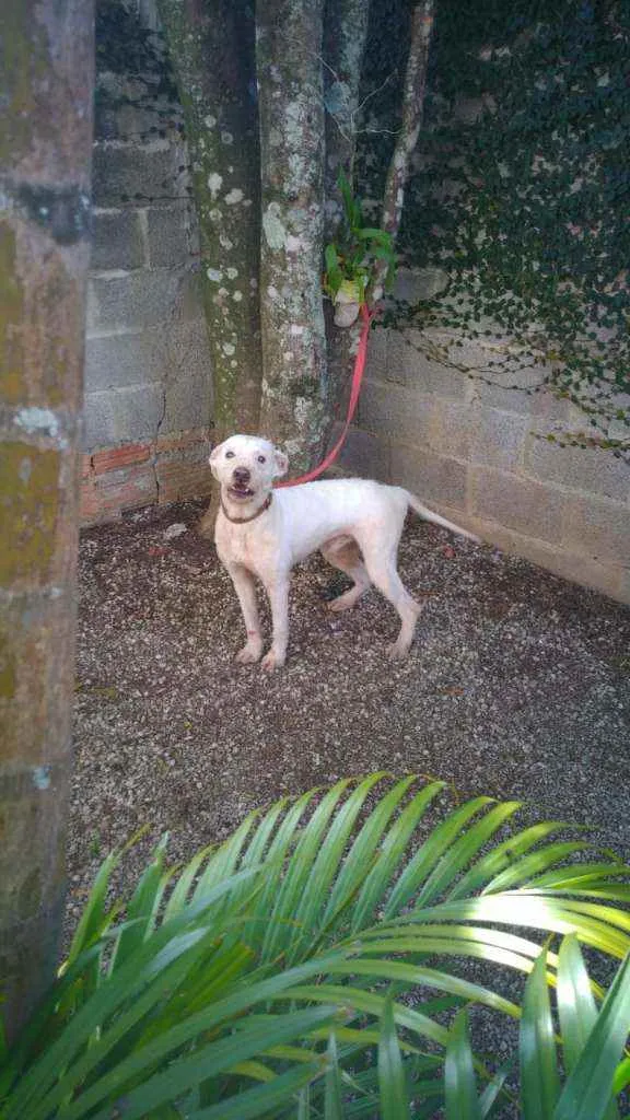 Cachorro ra a SRD idade 2 anos nome Zé