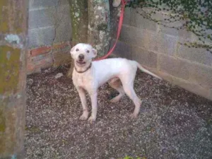 Cachorro raça SRD idade 2 anos nome Zé