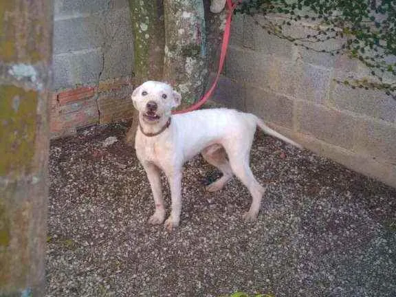 Cachorro ra a SRD idade 2 anos nome Zé