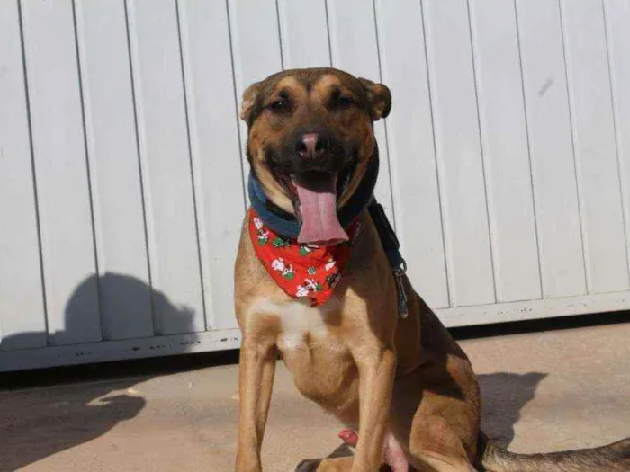 Cachorro raça SRD idade 1 ano nome Bob