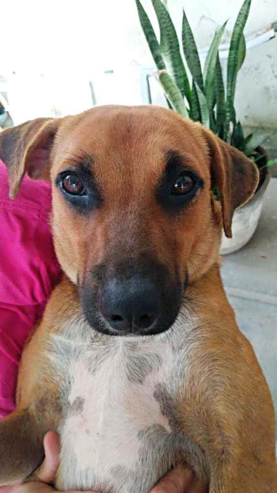 Cachorro ra a SRD idade 1 ano nome _SEM NOME_