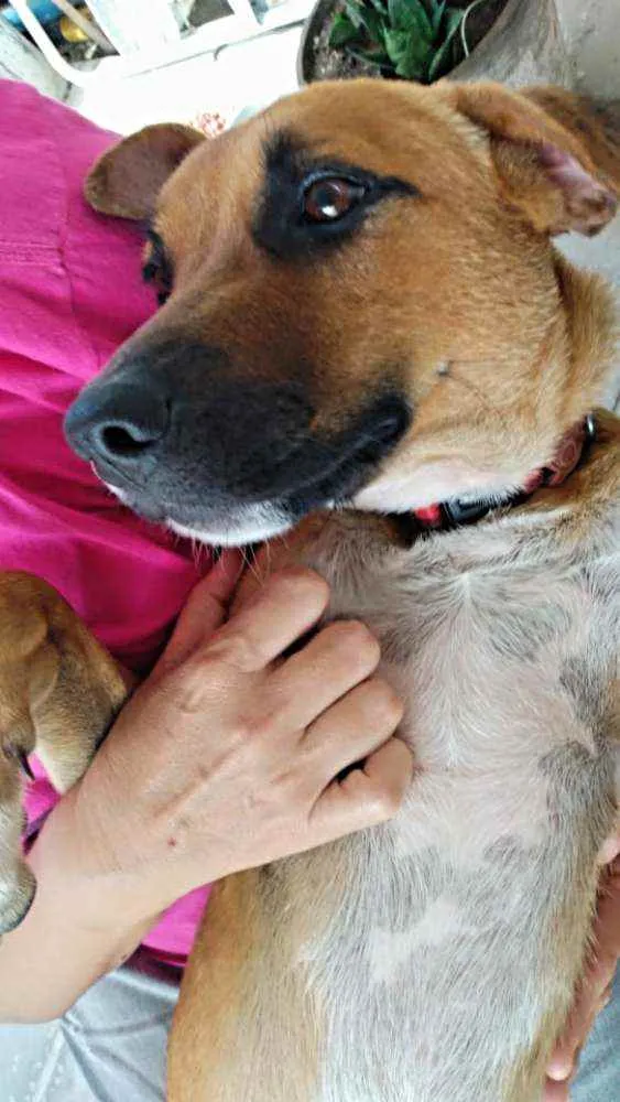 Cachorro ra a SRD idade 1 ano nome _SEM NOME_