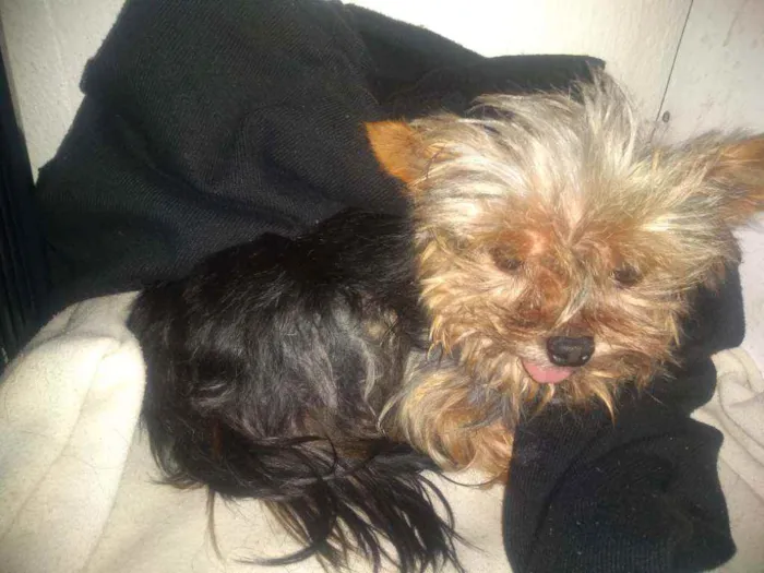 Cachorro ra a Yorkshire idade nome Desconhecido
