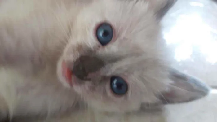Gato ra a Não sei idade Abaixo de 2 meses nome Não tem