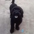 Levi