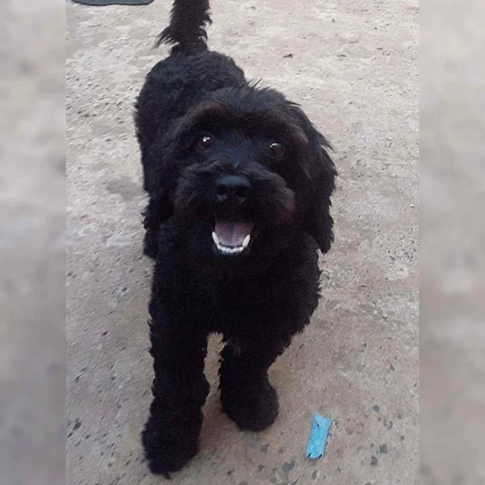 Cachorro ra a Poodle idade 1 ano nome Levi