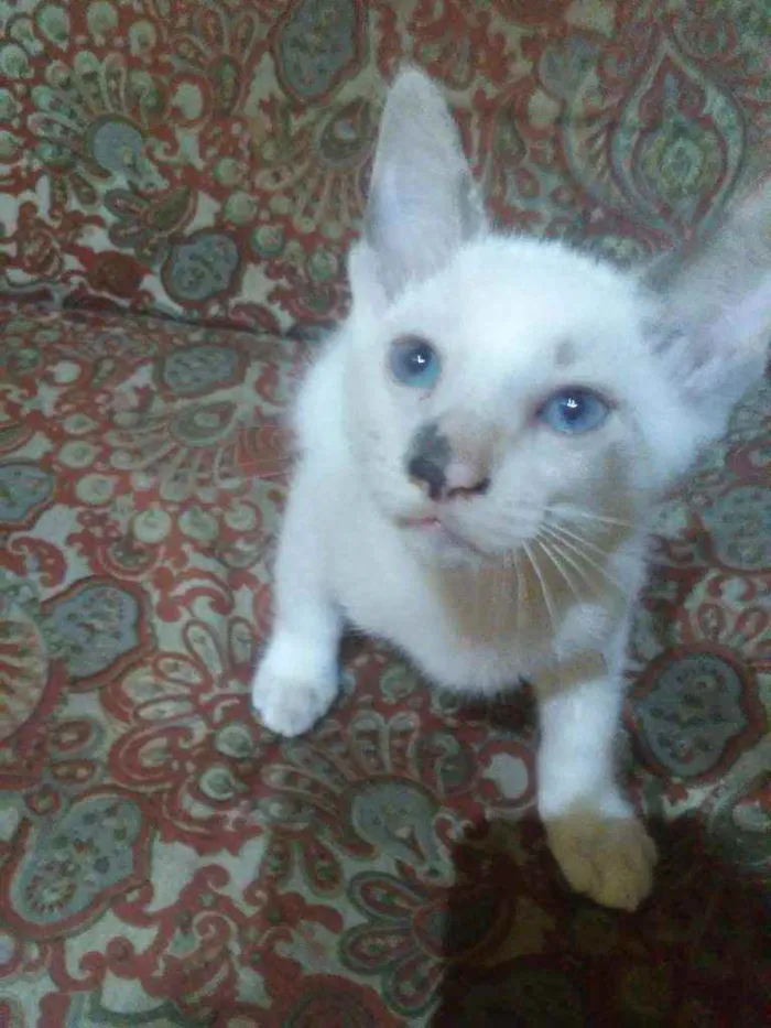 Gato ra a Comum idade 2 a 6 meses nome Fofura