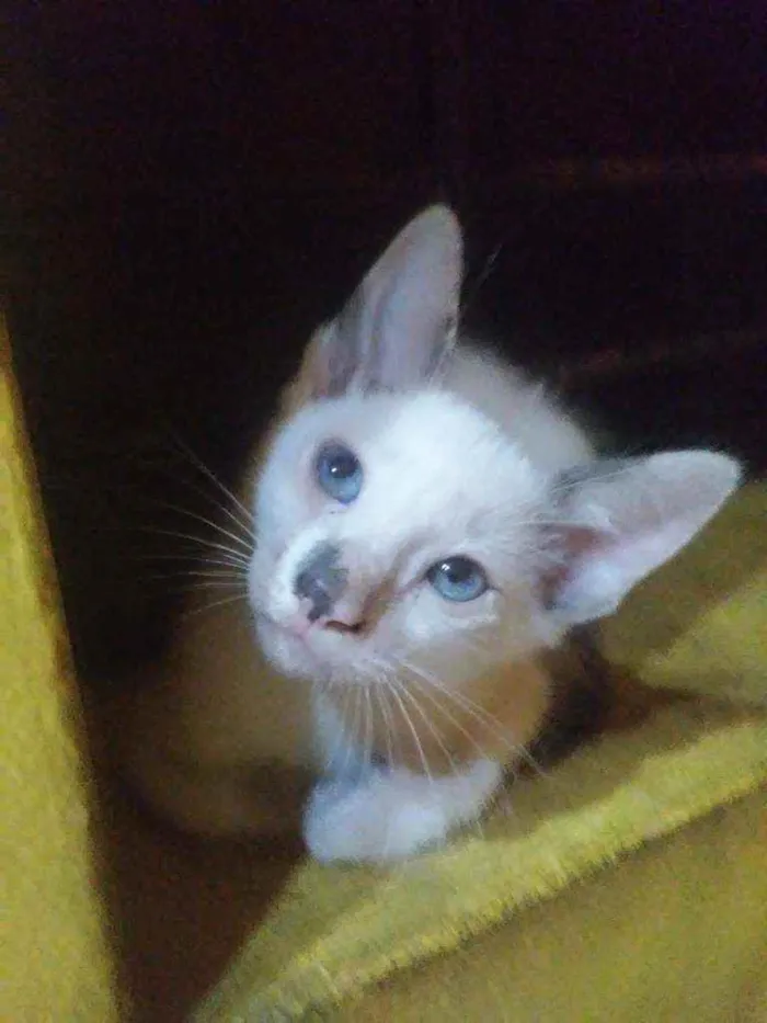 Gato ra a Comum idade 2 a 6 meses nome Fofura