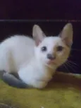 Fofura