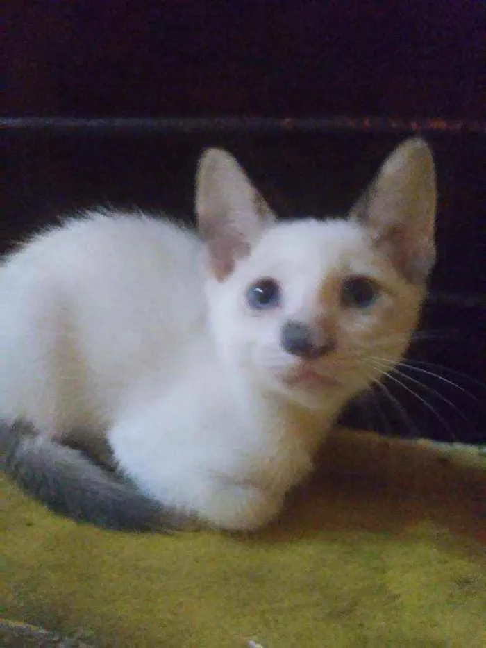 Gato ra a Comum idade 2 a 6 meses nome Fofura