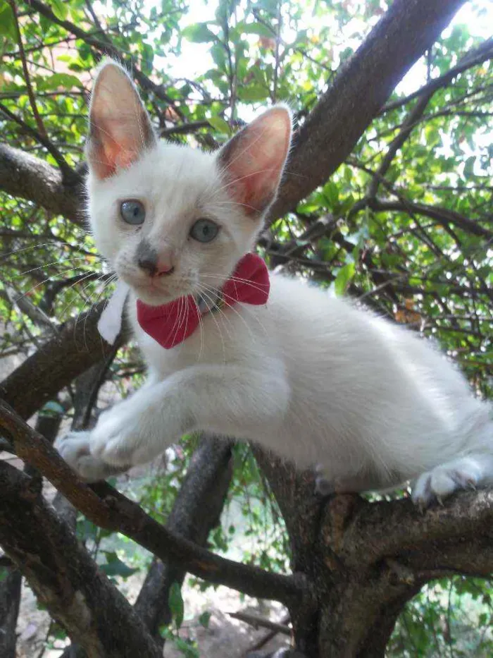 Gato ra a Comum idade 2 a 6 meses nome Fofura