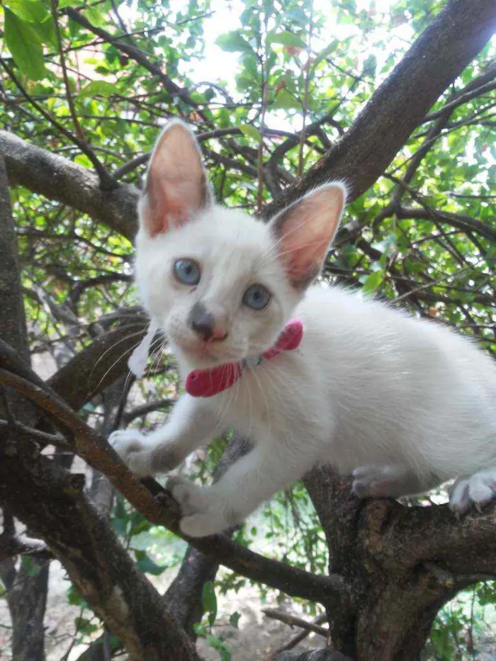 Gato ra a Comum idade 2 a 6 meses nome Fofura