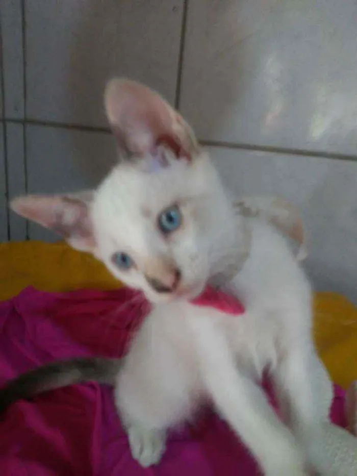 Gato ra a Comum idade 2 a 6 meses nome Fofura