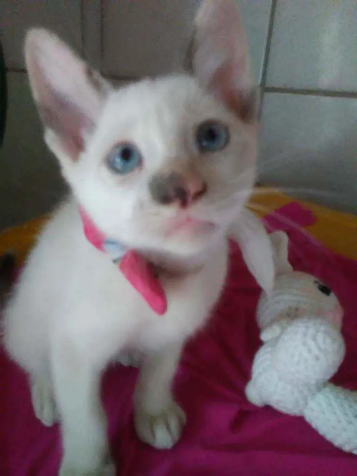 Gato ra a Comum idade 2 a 6 meses nome Fofura