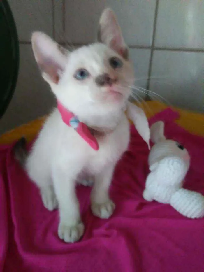 Gato ra a Comum idade 2 a 6 meses nome Fofura