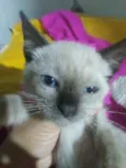 Nenenzinha