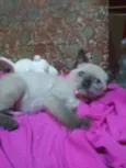 Nenenzinha