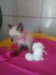 Nenenzinha