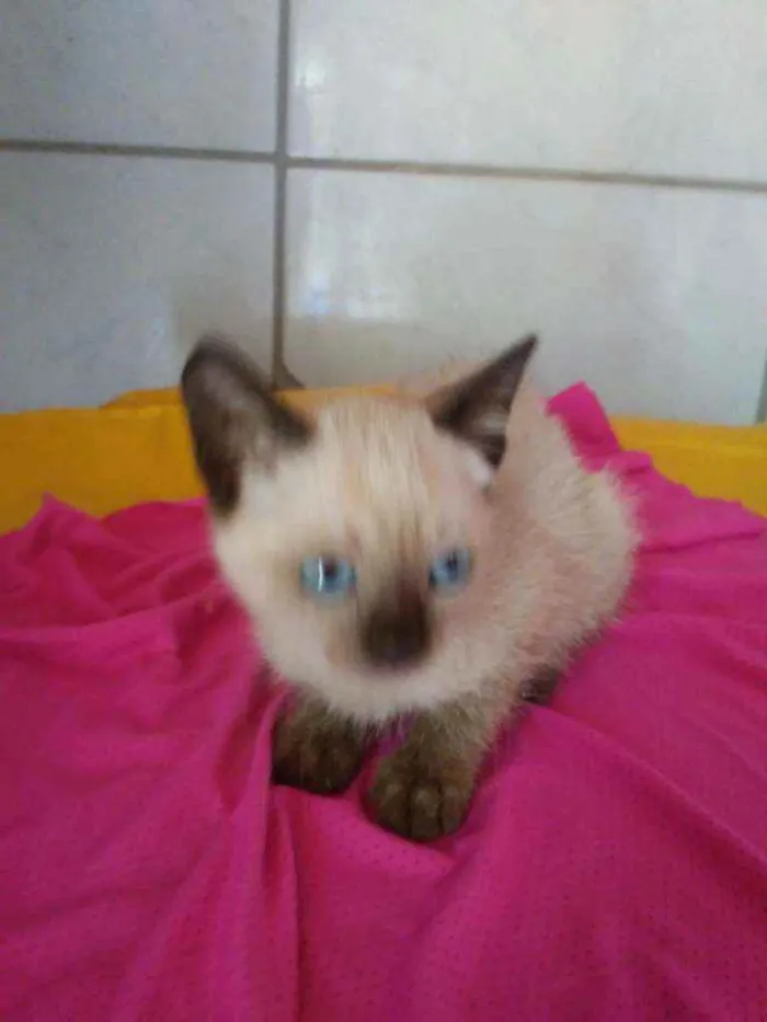 Gato ra a Siames idade 2 a 6 meses nome Nenenzinha