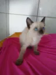 Nenenzinha