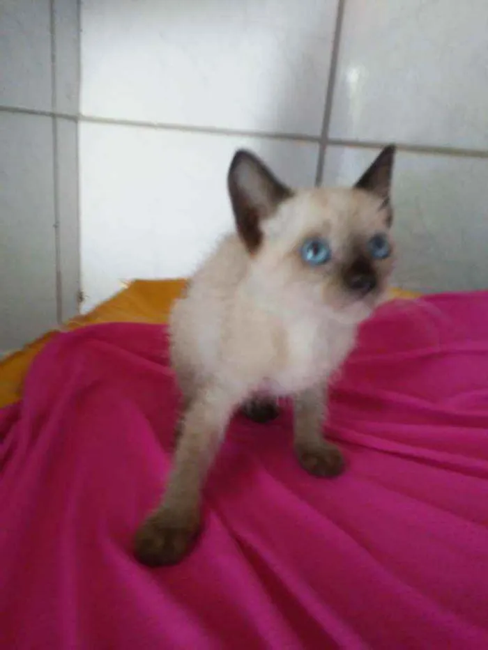 Gato ra a Siames idade 2 a 6 meses nome Nenenzinha