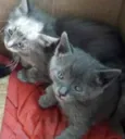 Tom e Sam 