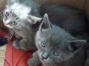 Gato raça SRD idade 2 a 6 meses nome Tom e Sam 