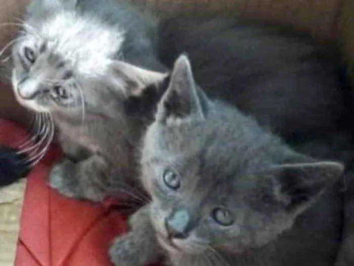 Gato ra a SRD idade 2 a 6 meses nome Tom e Sam 