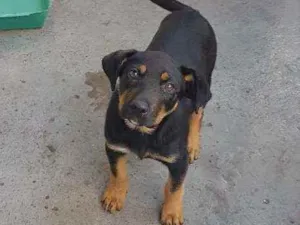 Cachorro raça Hotweiller idade 2 a 6 meses nome Hanna