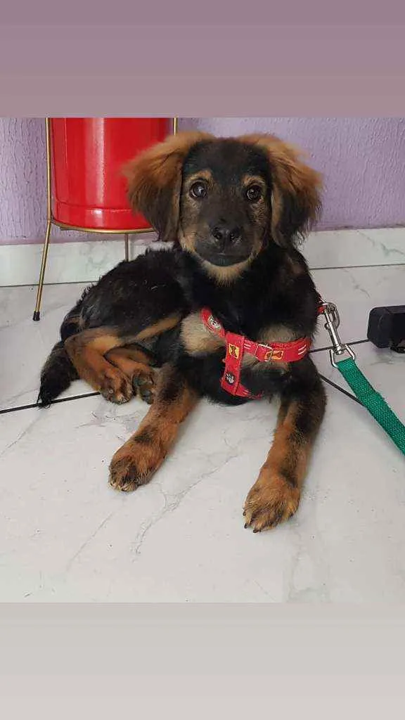 Cachorro ra a SRD  idade 2 a 6 meses nome Waze