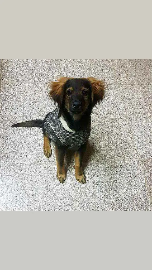 Cachorro ra a SRD  idade 2 a 6 meses nome Waze