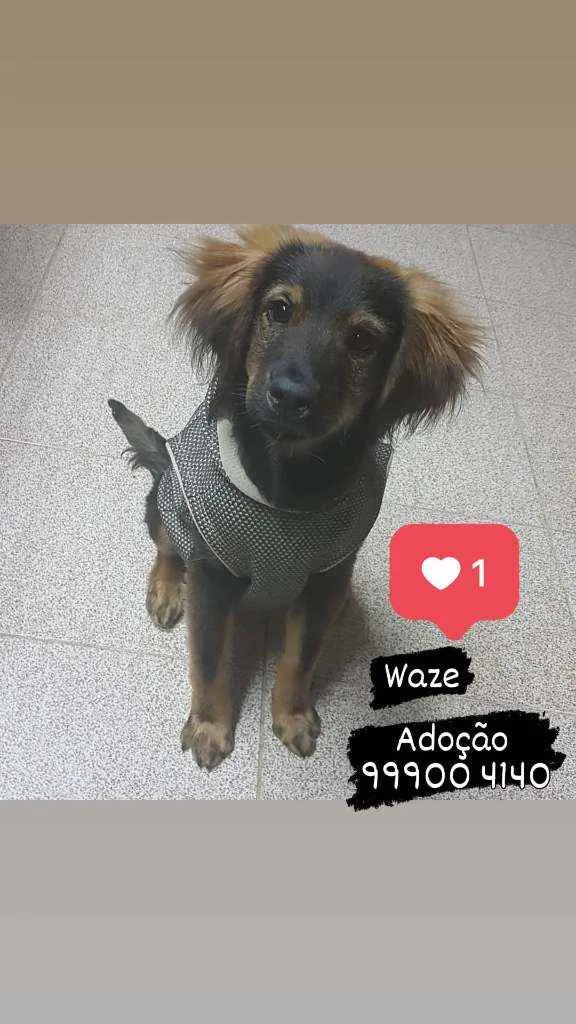Cachorro ra a SRD  idade 2 a 6 meses nome Waze