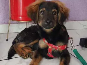Cachorro raça SRD  idade 2 a 6 meses nome Waze 