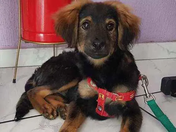 Cachorro ra a SRD  idade 2 a 6 meses nome Waze