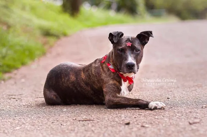 Cachorro ra a Mix pitbull  idade 6 ou mais anos nome Vitória 